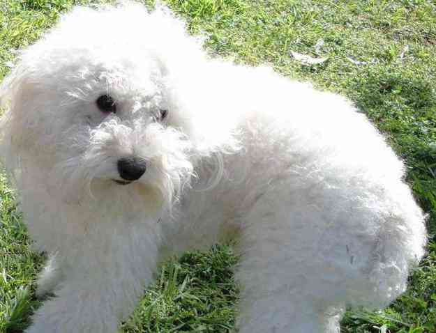 Busco caniche toy macho color blanco, Boedo - Doplim - 27728 Busco caniche toy macho color blanco, Boedo - Doplim - 27728