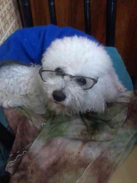 bichon perdido en punta mogotes