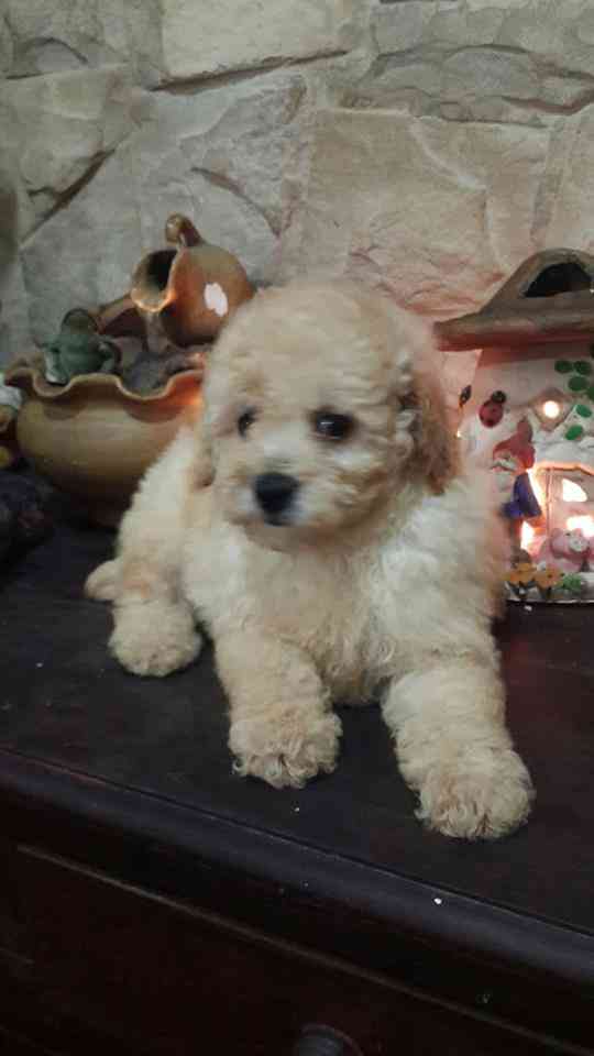 Caniches Toy machitos de color apricot en venta Inscriptos en FCA