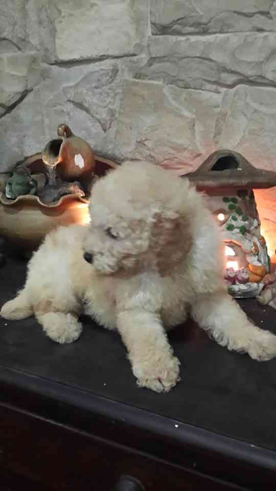 Caniches Toy machitos de color apricot en venta Inscriptos en FCA