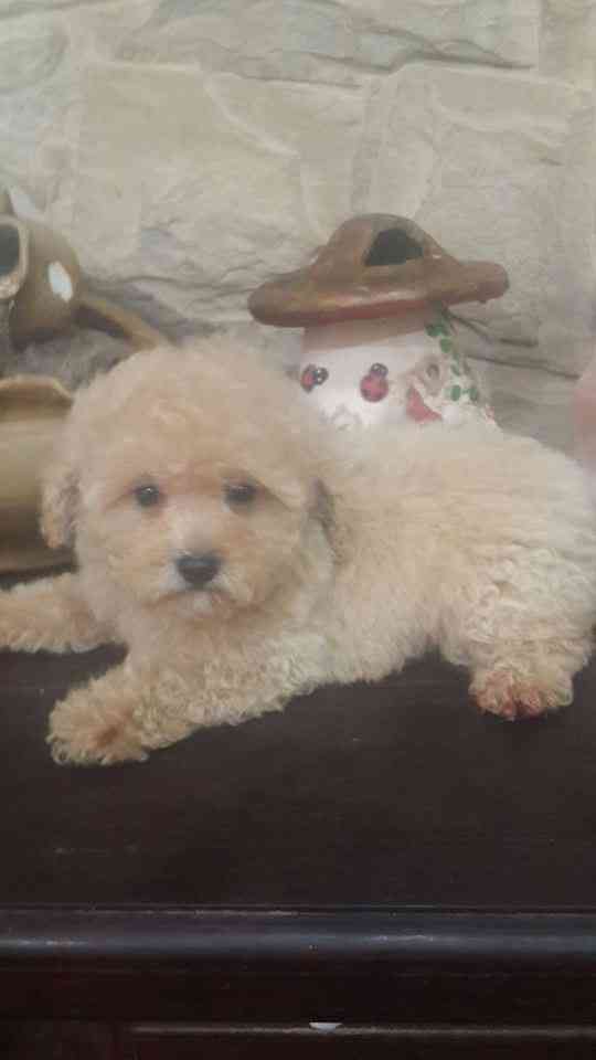 Caniches Toy machitos de color apricot en venta Inscriptos en FCA