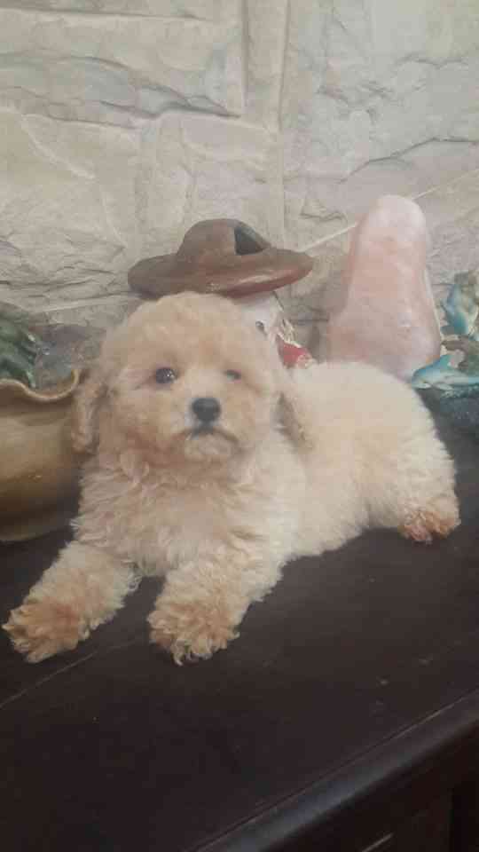 Caniches Toy machitos de color apricot en venta Inscriptos en FCA