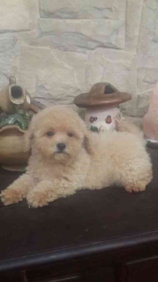 Caniches Toy machitos de color apricot en venta Inscriptos en FCA