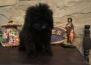 Caniches toy negros machos de 3 meses en venta excelente pedigre de fca